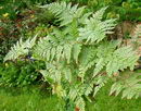 سرخس پای خرگوش